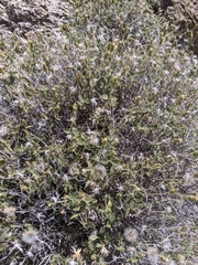 Brickellia atractyloides