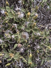 Brickellia atractyloides