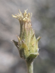 Brickellia atractyloides