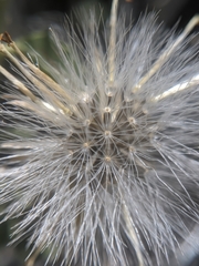 Brickellia atractyloides