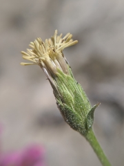 Brickellia atractyloides