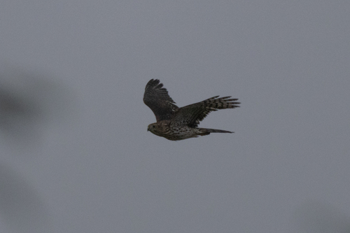 Cooper's Hawk