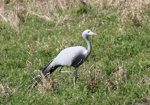 iNaturalist image