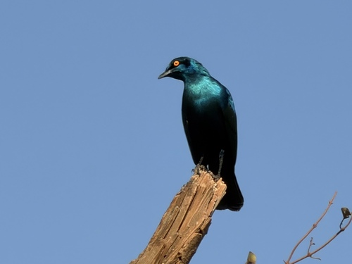 Greater Blue-eared Starling