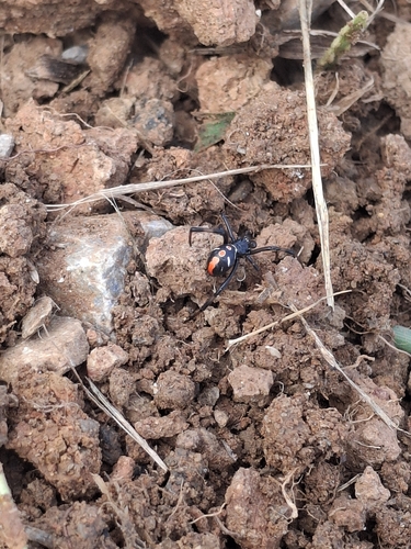 Southern Black Widow