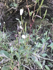 Clarkia epilobioides