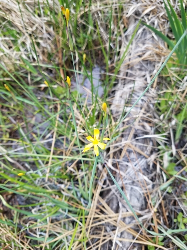 Image of Sisyrinchium elmeri by no rights reserved