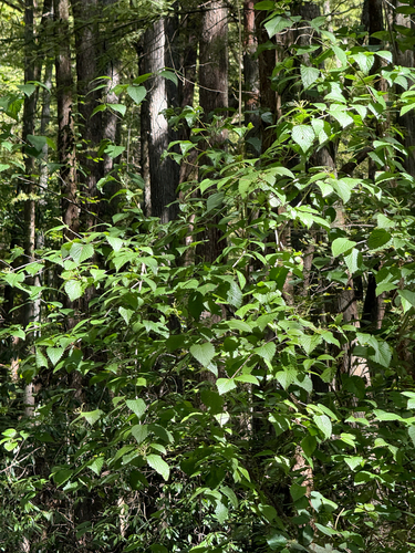 Viburnum rafinesqueanum, photograph 4