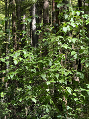 (c) Brandon Corder, some rights reserved (CC BY) Viburnum rafinesqueanum, photograph (c) Brandon Corder, some rights reserved (CC BY)