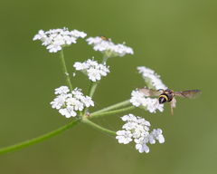 Stenodynerus ammonia paraensis
