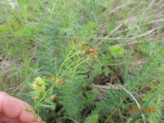 Euphorbia microcarpa