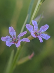 Lythrum californicum