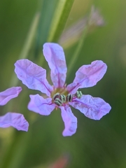 Lythrum californicum