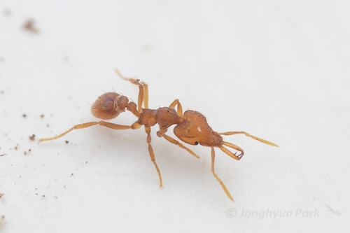 Strumigenys rogeri observed 2026-08-29