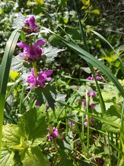 Lamium maculatum