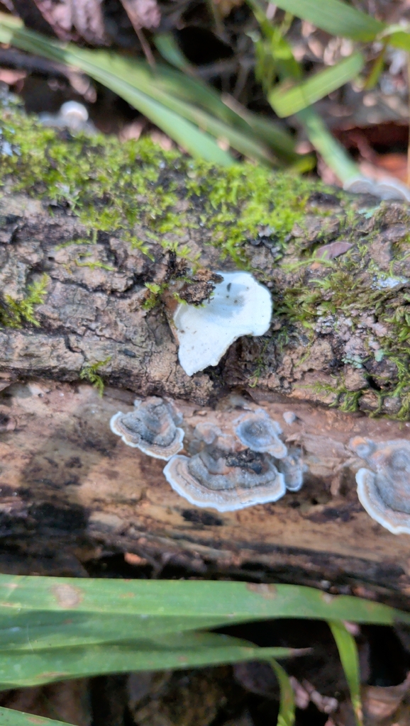 turkey-tail · September 2026 · photo: Photo: (c) David Wilkins, some rights reserved (CC BY) · iNaturalist