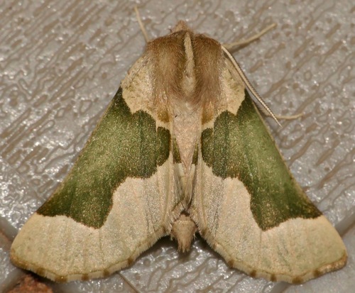Axiodes kalahariensis