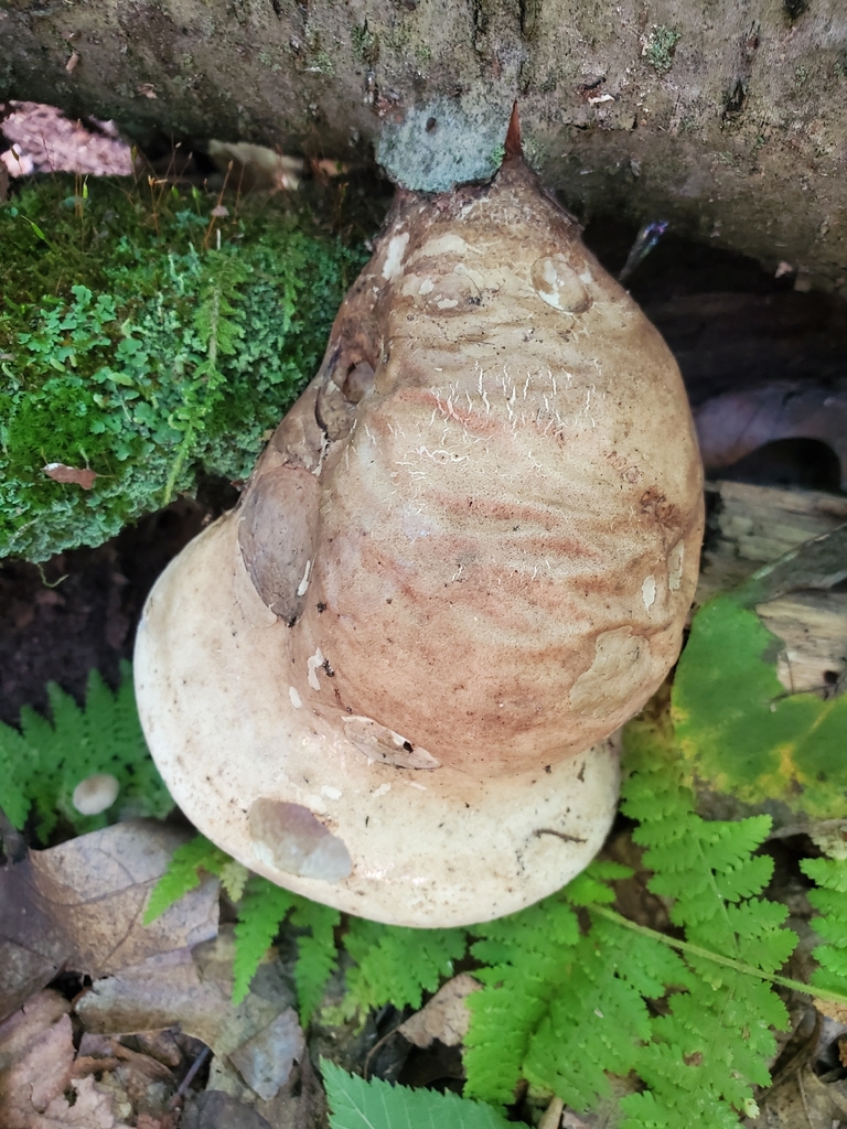 birch polypore · September 2026 · photo: Photo: no rights reserved · iNaturalist
