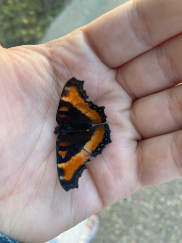 Milbert's Tortoiseshell