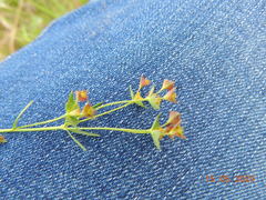 Euphorbia microcarpa