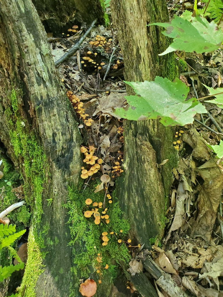 Cross-veined Troop Mushroom · September 2026 · photo: Photo: no rights reserved · iNaturalist