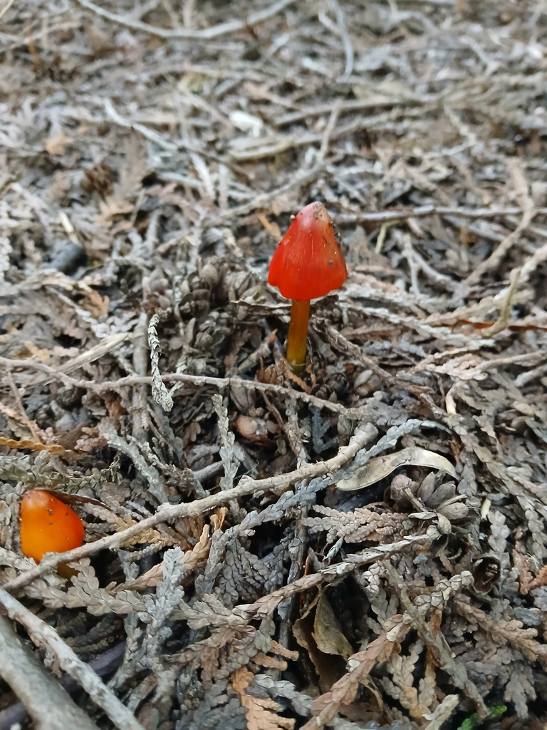 Witch's Hat · September 2026 · photo: Photo: (c) Sijia Huang, some rights reserved (CC BY) · iNaturalist
