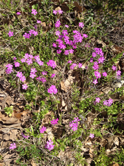 Phlox cuspidata