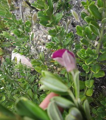 Podalyria buxifolia