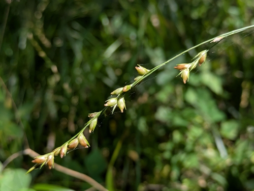 Beak Grass