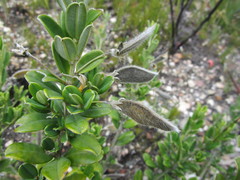 Podalyria buxifolia