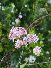 Asperula hirsuta