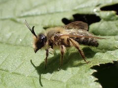 Andrena scotica