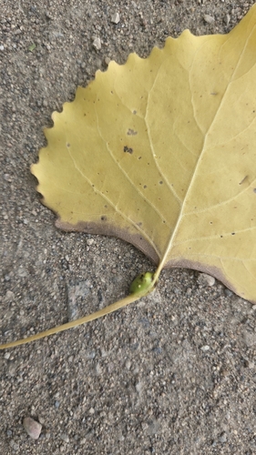 Poplar Petiole Gall Aphid photo 4