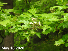 Crataegus pinnatifida