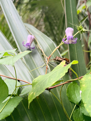 Clematis crispa, photograph (c) Melissa Meadows, some rights reserved (CC BY)