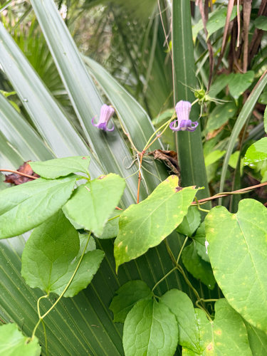 Clematis crispa