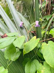 Clematis crispa, photograph (c) Melissa Meadows, some rights reserved (CC BY)