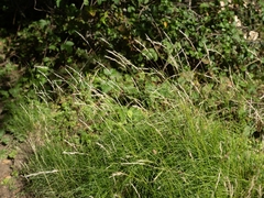 Deschampsia elongata