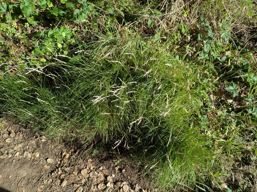 Deschampsia elongata, photograph 1