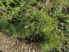 Deschampsia elongata, photograph author not stated, no rights reserved