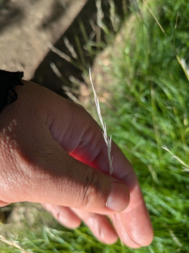 Deschampsia elongata, photograph 2
