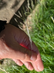 Deschampsia elongata, photograph author not stated, no rights reserved