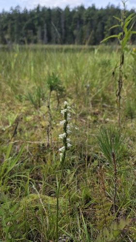 Case's lady's tresses (Spiranthes casei)