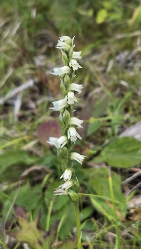 Spiranthes casei, photograph 2