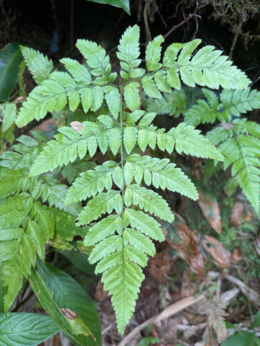 Polystichopsis observed 2026-08-29