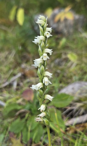 Spiranthes casei, photograph 3