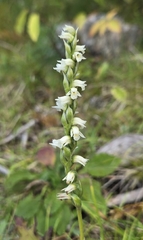 (c) Dan Riley, some rights reserved (CC BY) Spiranthes casei, photograph (c) Dan Riley, some rights reserved (CC BY)