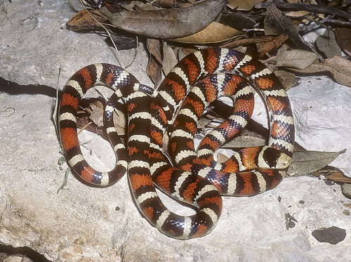 Arizona Mountain Kingsnake