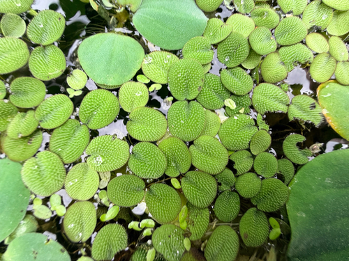 Salvinia minima