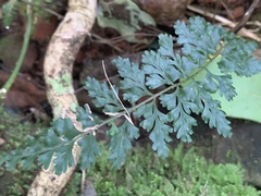 Asplenium lobatum lobatum
